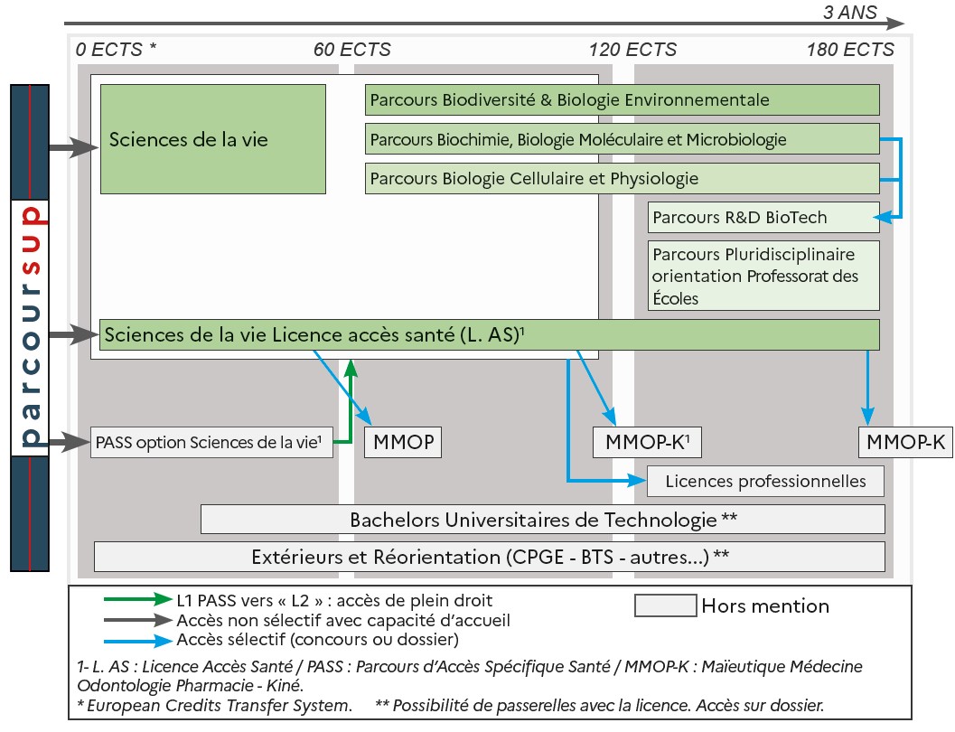 Schéma Lic sciences de la vie